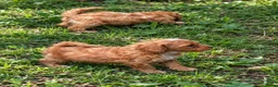 Labradoodle honden te koop: Labradoodle pups Medium - Advertentie 14