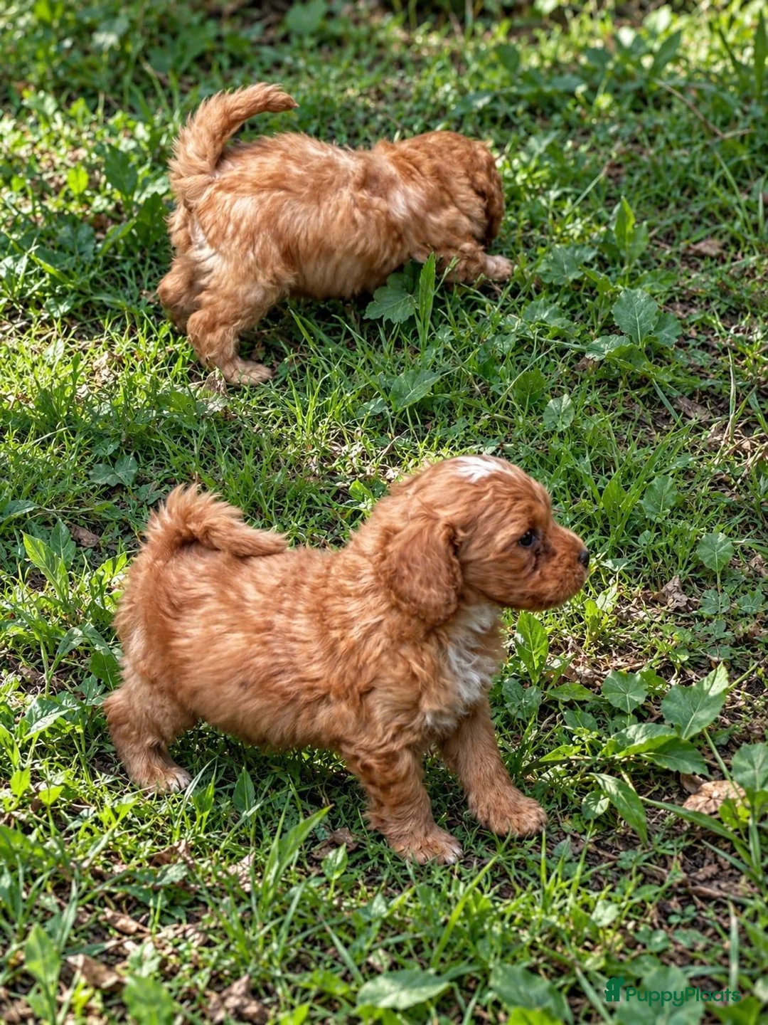 Labradoodle honden te koop: Labradoodle pups Medium - Advertentie 14
