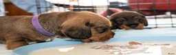 Ruwhaar Teckel honden te koop: Prachtige Ruwharige Teckel pups - Advertentie 28
