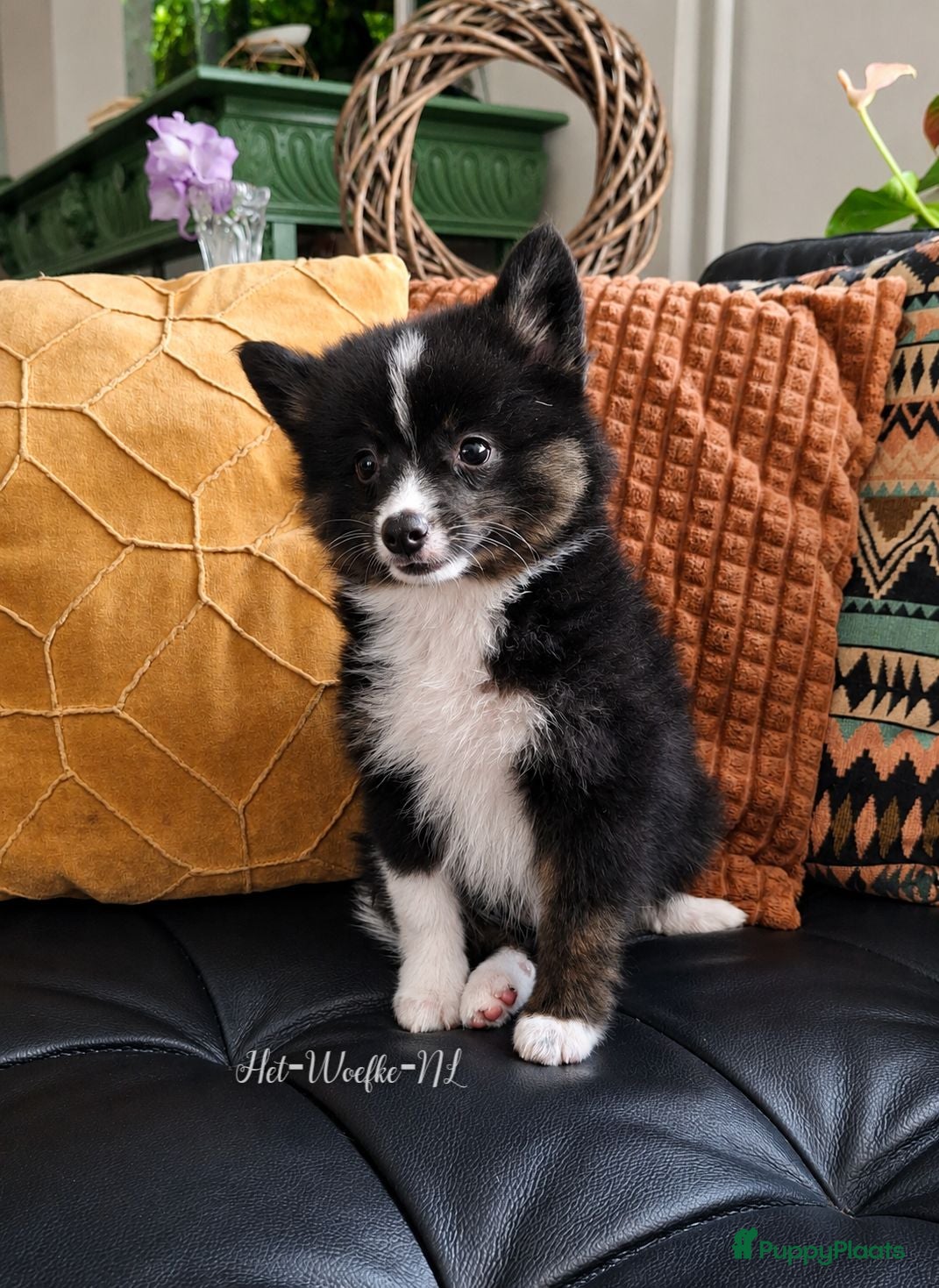 Pomsky honden Twix 💙 F1b pomsky reu - Advertentie 1
