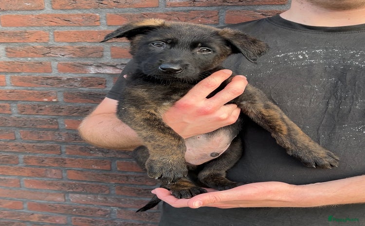 Hollandse Herder honden - Advertentie 2