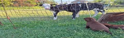 Labrador Retriever honden te koop: Raszuivere bruine labrador pups  - Advertentie 33