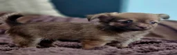 Chihuahua honden te koop: Raszuivere Chihuahua pups reutjes - Advertentie 5