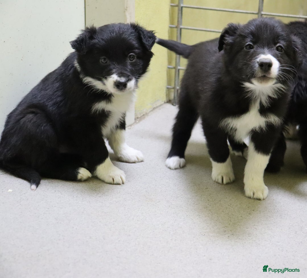 Border Collie honden te koop: Super Schattige border collie pups te koop - Advertentie 14