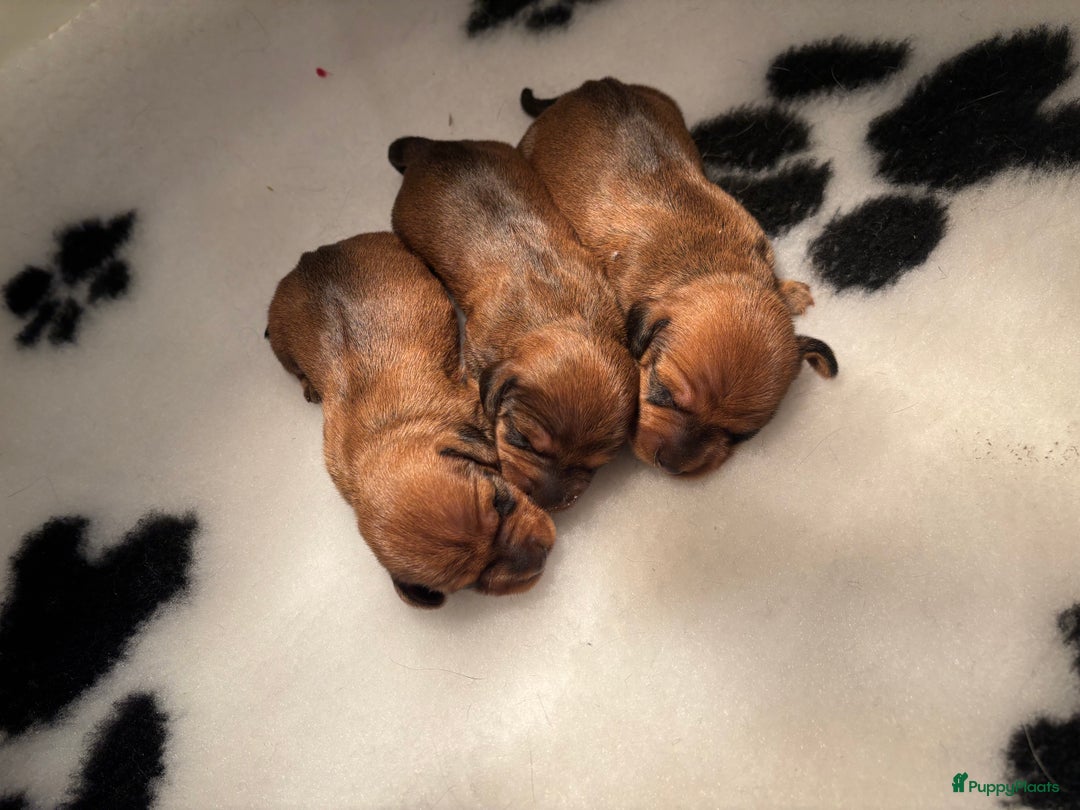 Ruwhaar Teckel honden te koop: Rode ruwhaar teckels kaninchen - Advertentie 2