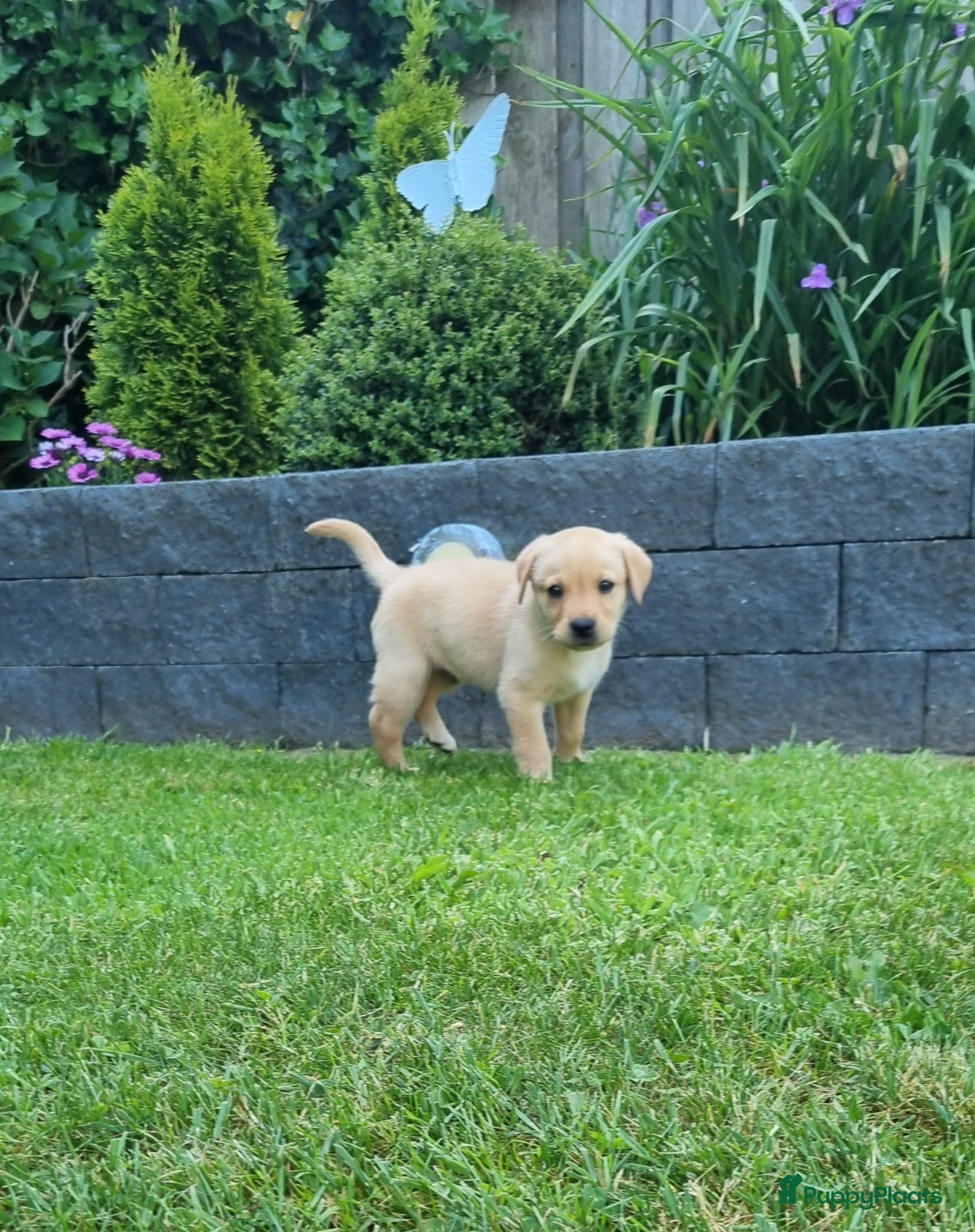 Labrador Retriever honden Labrador Pups - Advertentie 1