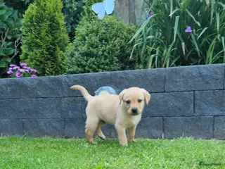 Labrador Retriever honden Labrador Pups - Advertentie 1