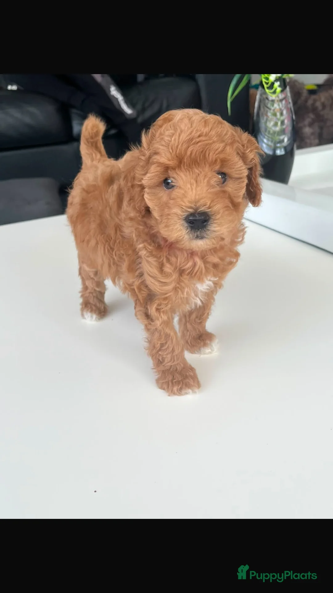 Poedel Toy honden te koop: 2 Toypoedel reutjes - Advertentie 10