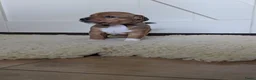 Jack Russel Terriër honden te koop: Nog 1 uniek gekleurd teefje - Advertentie 10