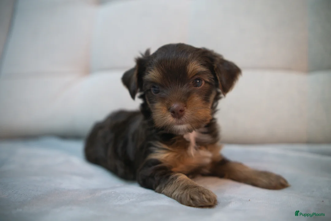 Yorkshire Terriër honden te koop: Yorkshire Terrier puppy’s te koop - Advertentie 7