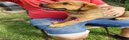 Kruising honden te koop: Rottweiler x moskovitische waakhond - Advertentie 10