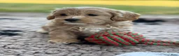 Kruising honden te koop: Prachtig nest Maltipoo/Boompoo - Advertentie 6