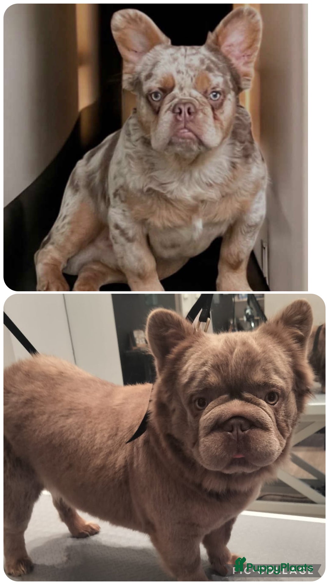 Franse Bulldog honden Fluffy Franse Bulldog pups unieke kleuren  - Advertentie 2