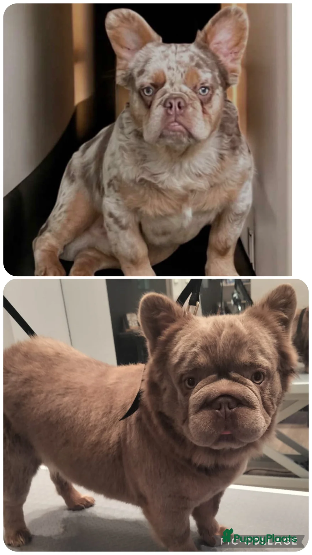 Franse Bulldog honden te koop: Fluffy Franse Bulldog pups unieke kleuren  - Advertentie 2