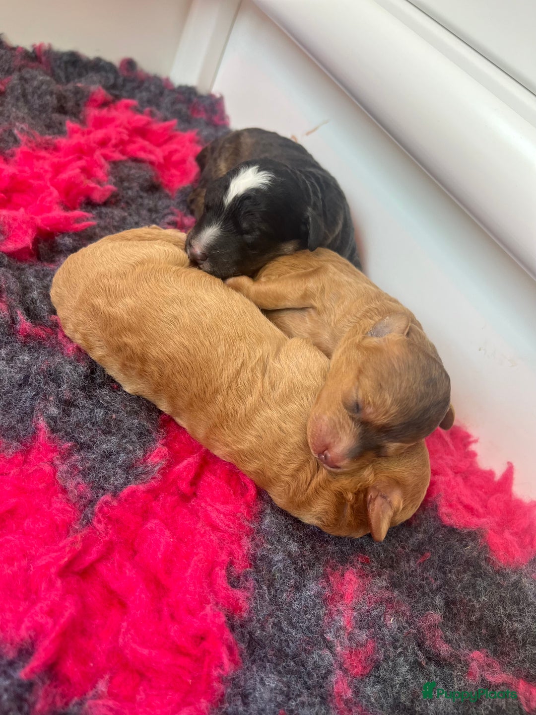 Labradoodle honden te koop: Mini-medium Labradoodle pups  in Wedde - Afbeelding 5