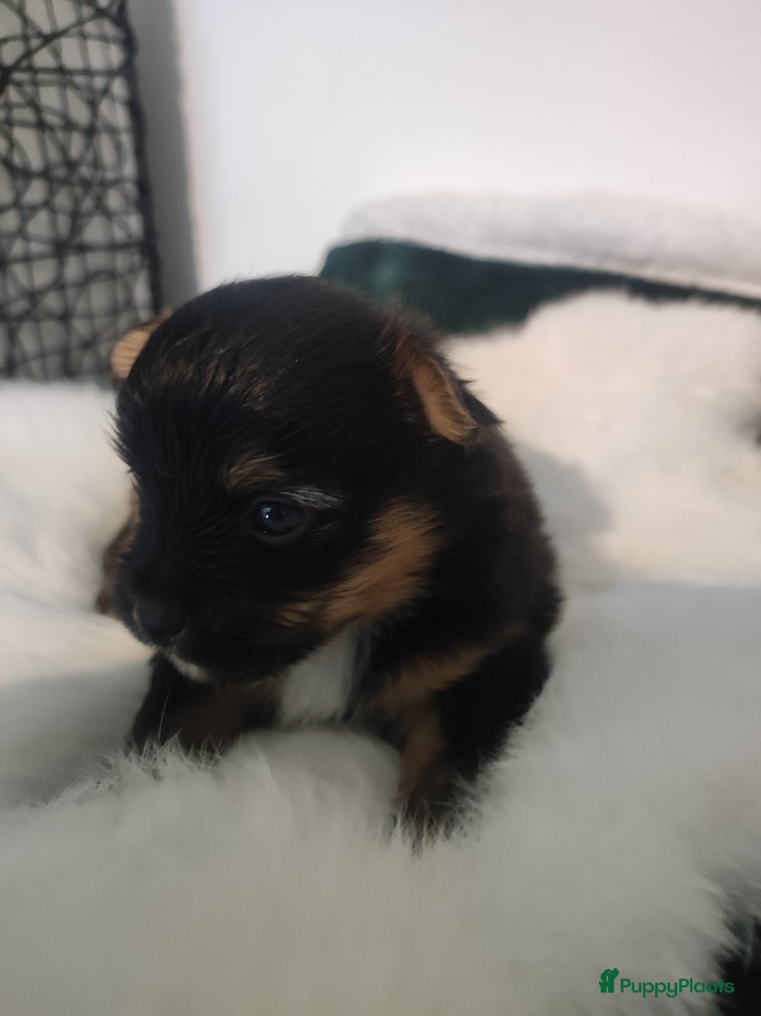 Maltipoo honden te koop: Prachtige pups maltipoo-pomerian in Helmond - Afbeelding 8