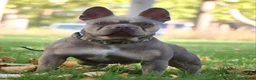 Franse Bulldog honden ter dekking: Franse bulldog dekreu - Advertentie 7