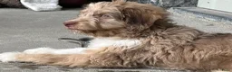 Kruising honden te koop: Australian doodle reu - Advertentie 5