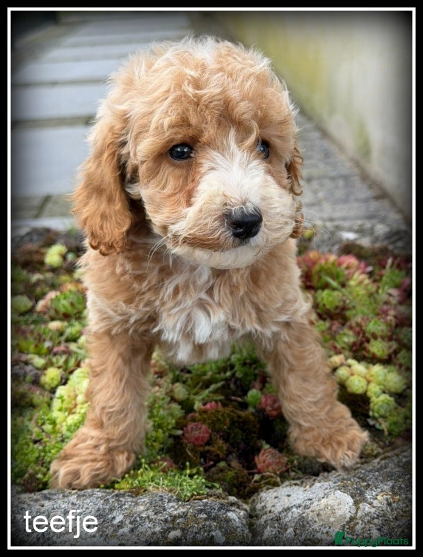 Maltipoo honden Maltipoo F1b pups - Advertentie 2