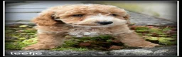 Maltipoo honden te koop: Maltipoo F1b pups - Advertentie 2