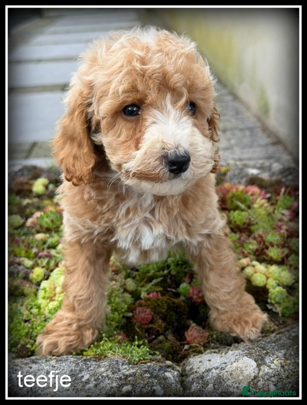 Maltipoo honden te koop: Maltipoo F1b pups - Advertentie 2