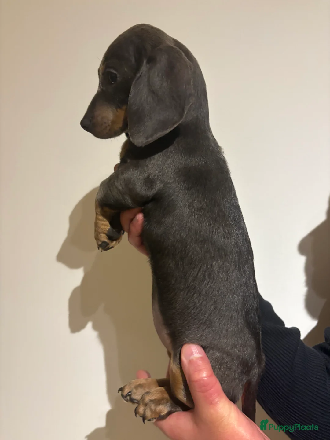 Teckel (korthaar)  honden te koop: Dwerg Teckels puppy’s zoeken een warm nest. - Advertentie 18