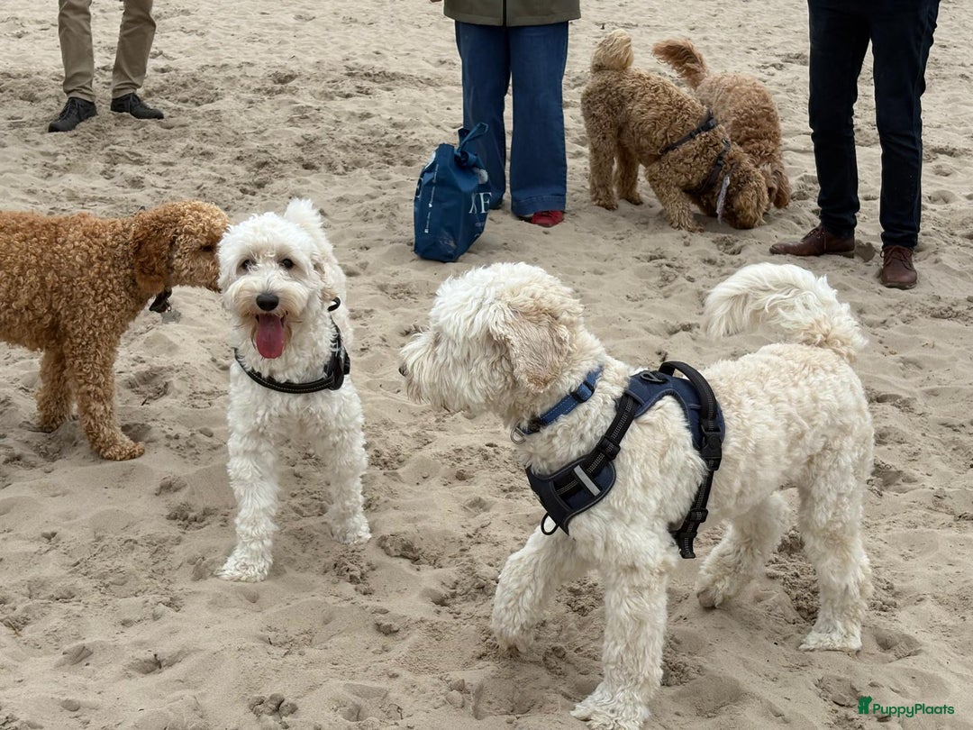 Australian Labradoodle honden te koop: Labradoodle medium ( Australian ) - Advertentie 17