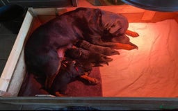Rottweiler honden te koop: Rottweiler pups - Afbeelding 5