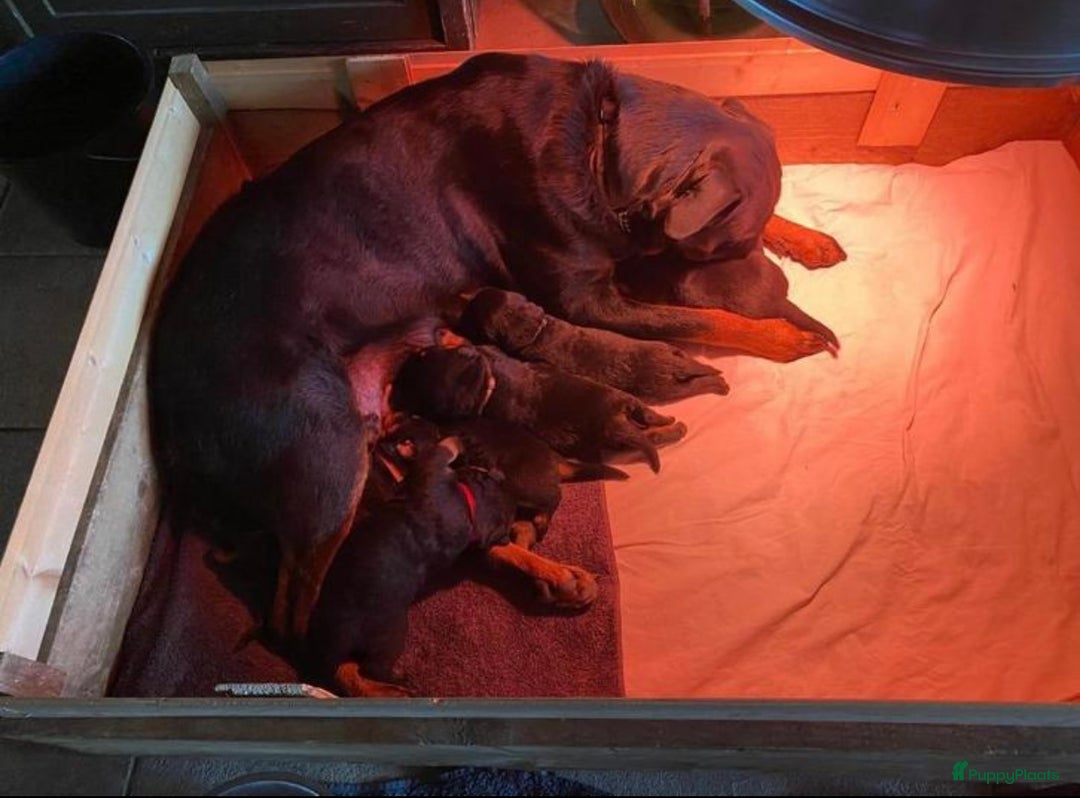 Rottweiler honden te koop: Rottweiler pups - Afbeelding 5