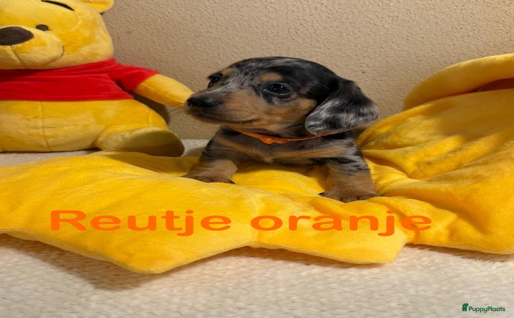 Teckel (langhaar) honden - Advertentie 7