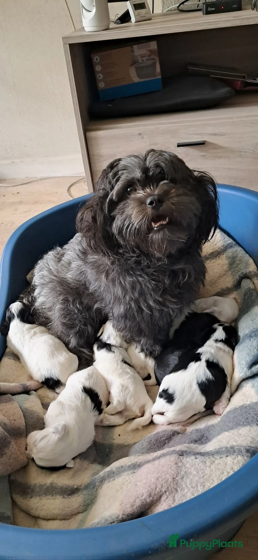 Kruising honden te koop: Mijn eerste nestje in Drachten - Advertentie 6