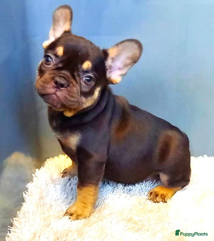 Franse Bulldog honden Franse Bulldog Pups  - Advertentie 1