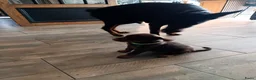Dobermann honden te koop: 3 Dobermann pups  zoeken  een goud mandje  - Advertentie 20