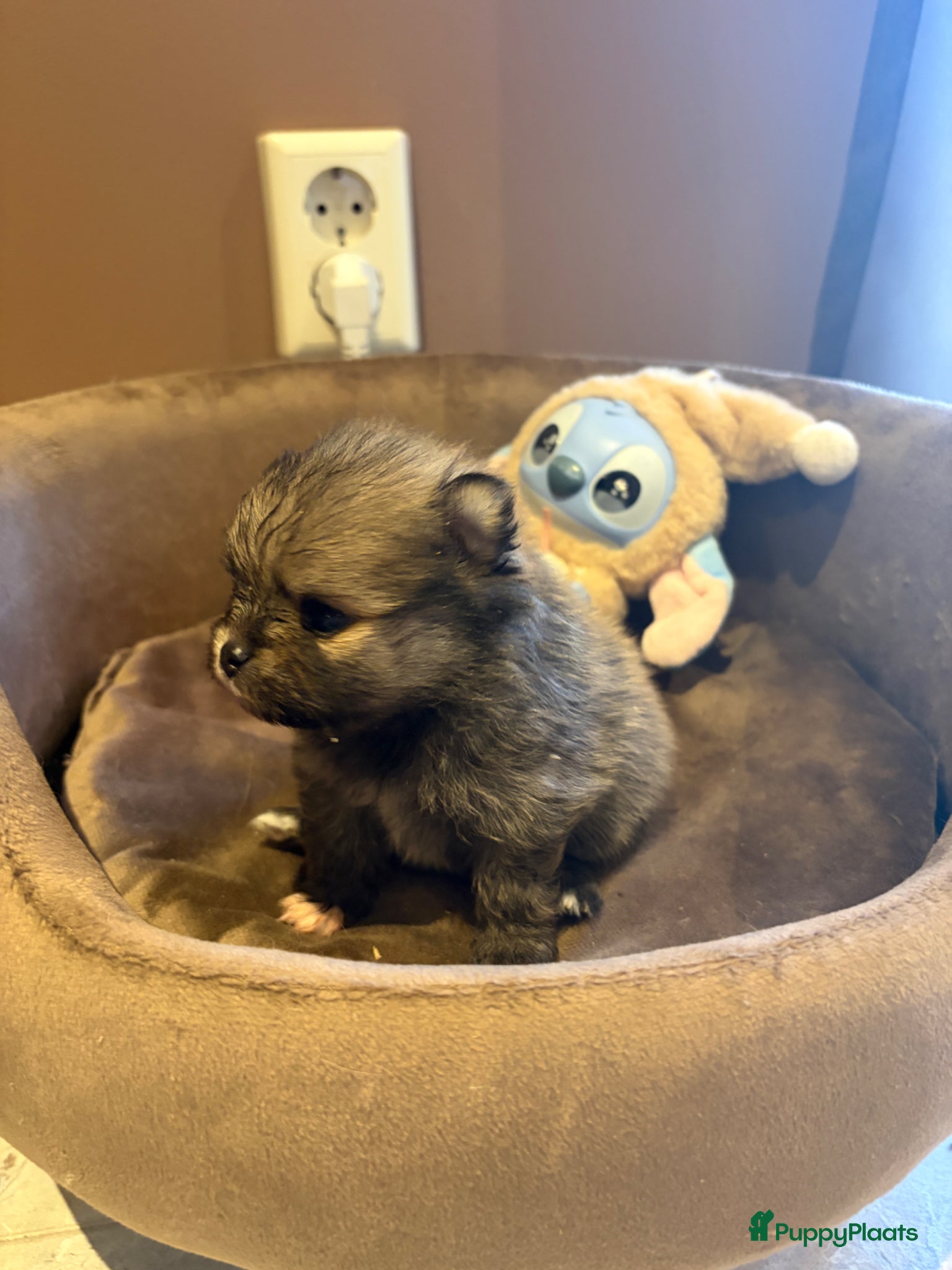 Pomeriaan honden te koop: Pomeranian pups  in Zwolle - Advertentie 5