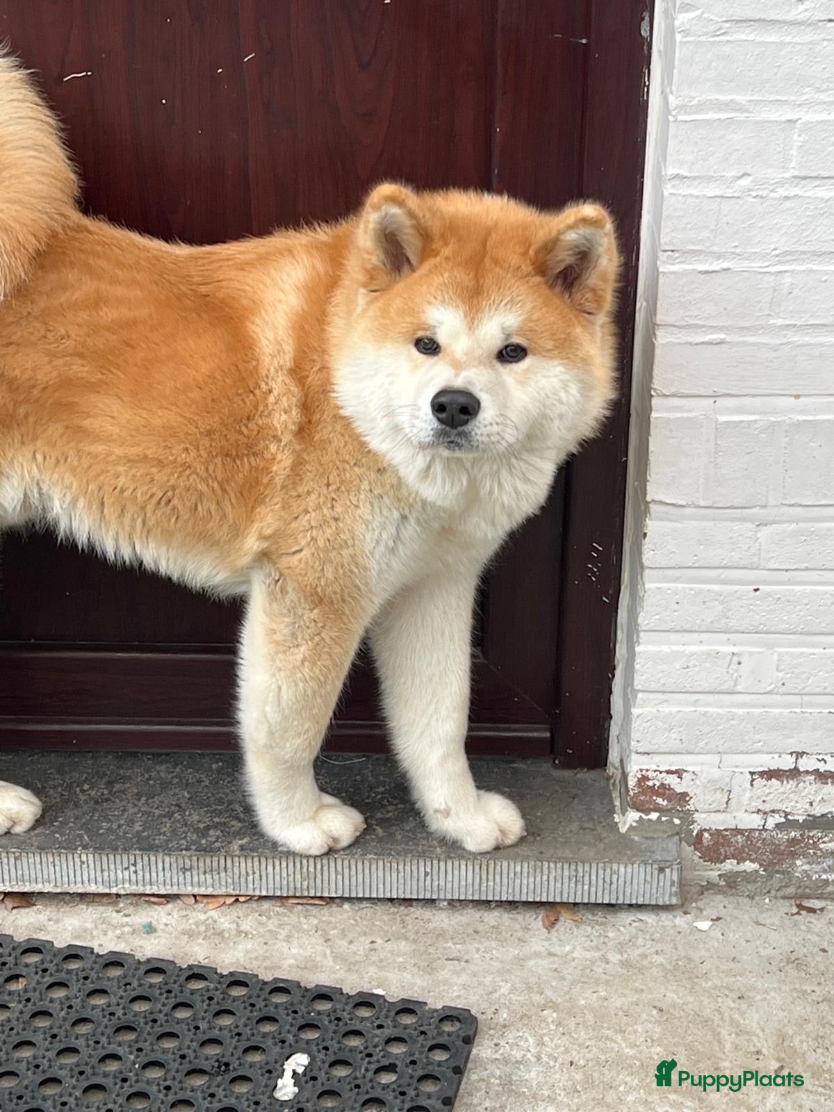 Akita honden Te koopt - Advertentie 1