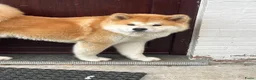 Akita honden te koop: Te koopt - Advertentie 1