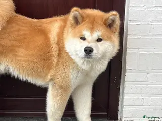 Akita honden Te koopt - Advertentie 5