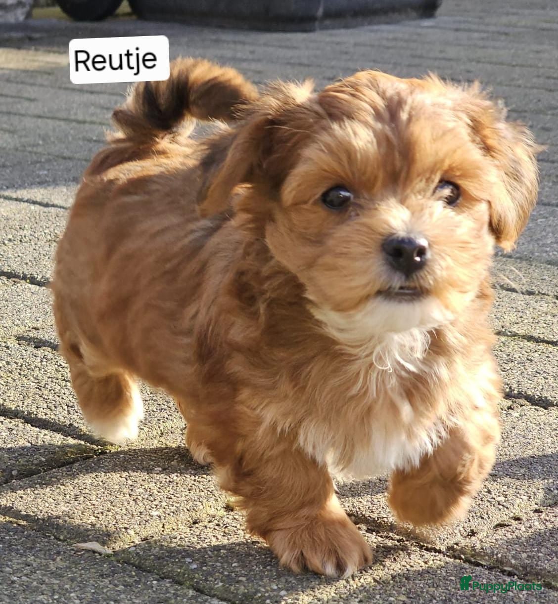 Havanezer honden Prachtige gezonde Havanezer pups met stamboom - Advertentie 2