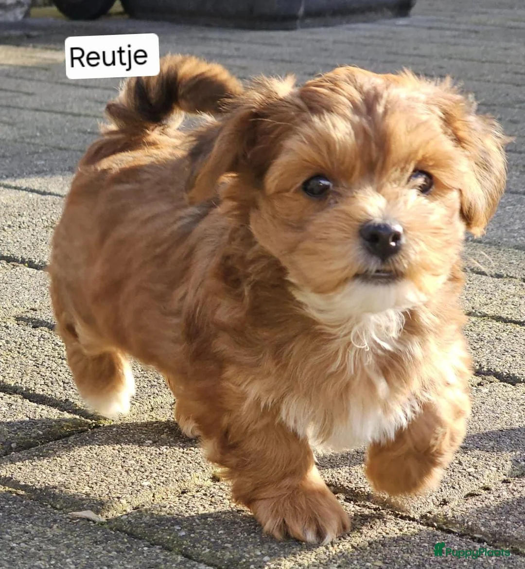 Havanezer honden te koop: Prachtige gezonde Havanezer pups met stamboom - Advertentie 1