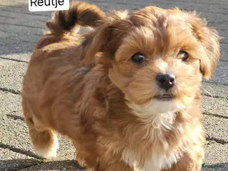 Havanezer honden Prachtige gezonde Havanezer pups met stamboom - Advertentie 2