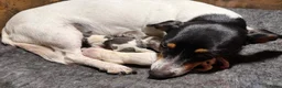 Kruising honden te koop: Lieve mannelijke Jack Russel/teckel pup  - Advertentie 1