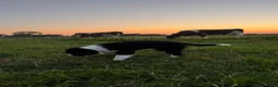 Border Collie honden te koop: Gijs, border collie pup zoekt nieuw huisje - Advertentie 5