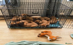 Rhodesian Ridgeback honden te koop: Rhodesian Ridgeback pups+stamboom 2reutjes 8weken  in Wierden - Afbeelding 9