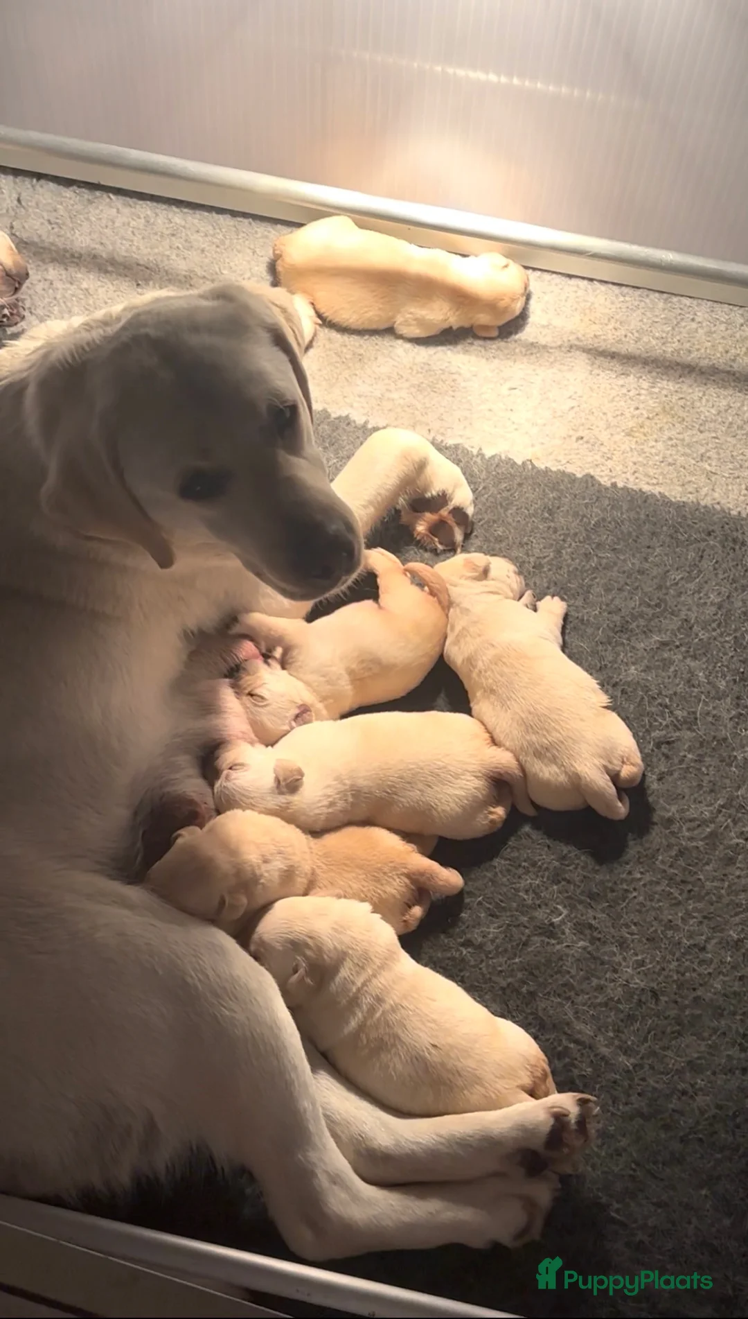 Labrador Retriever honden te koop: Gele Labrador pups  - Advertentie 1