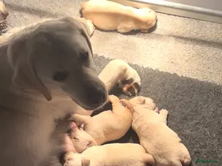 Labrador Retriever honden te koop: Gele Labrador pups - Advertentie 1