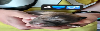 Kruising Puppy 4