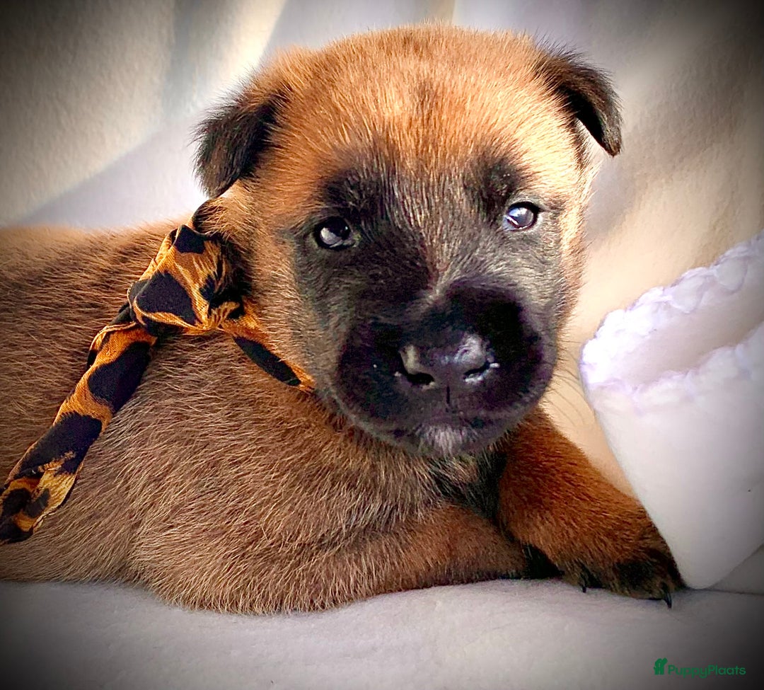 Mechelse Herder honden te koop: Mechelse herder pups met stamboom F.C.I - Advertentie 9