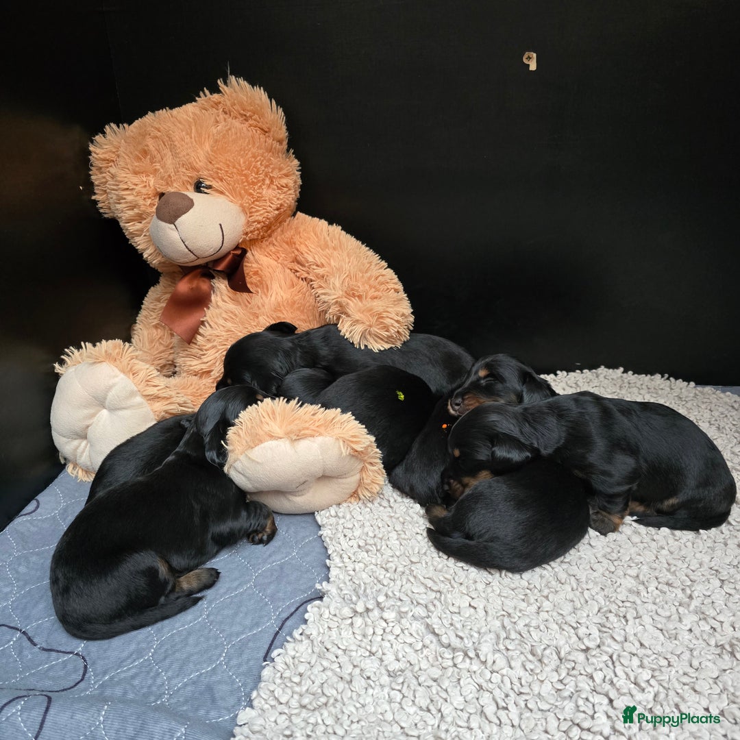 Teckel (langhaar) honden te koop: St. Langharige Black & Tan puppy's te koop - Afbeelding 2