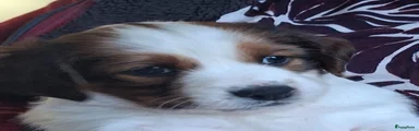 Kooikerhondje 1