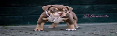 Amerikaanse Bully Puppy 1